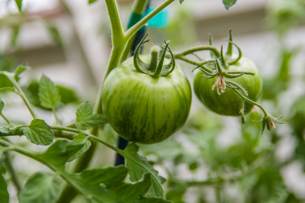 Описание сорта томата большой полосатый кабан, его характеристика и урожайность - всё про сады