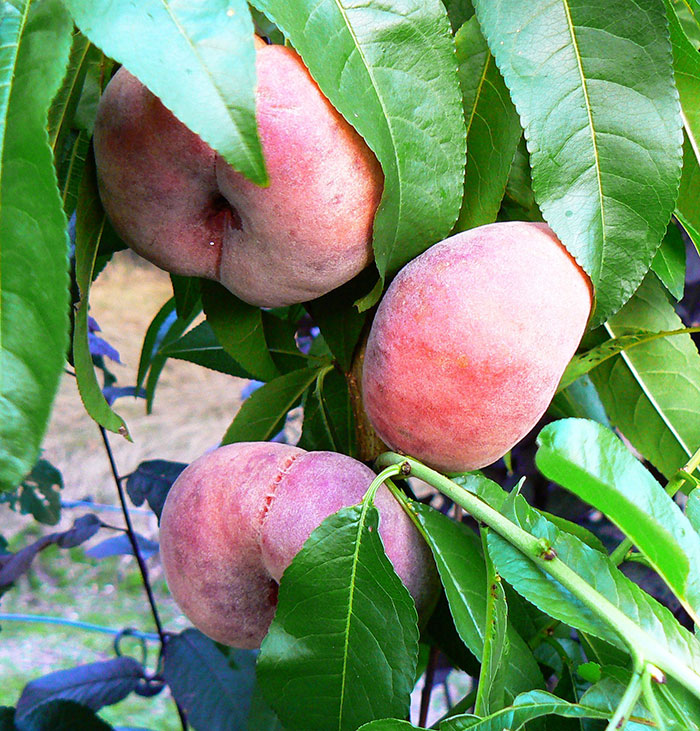 Персик: выращивание из косточки, посадка и уход |+отзывы