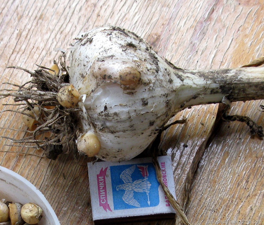 Чудо-овощ лук-чеснок, или рокамболь: все о нем