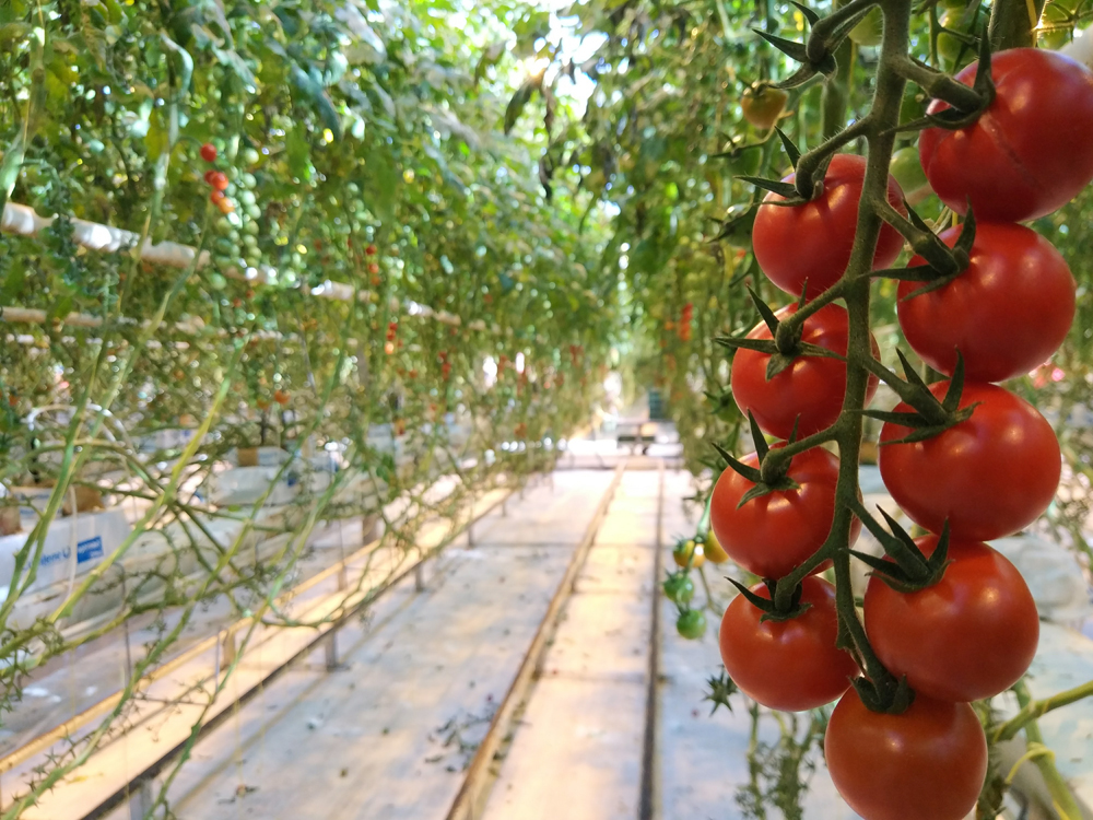 гидропоника семена томатов