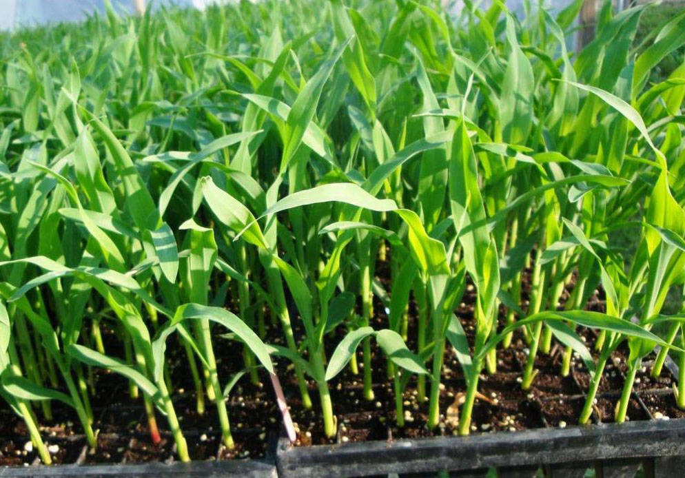 Когда сажать кукурузу на рассаду в 2021 году: выращивание и уход