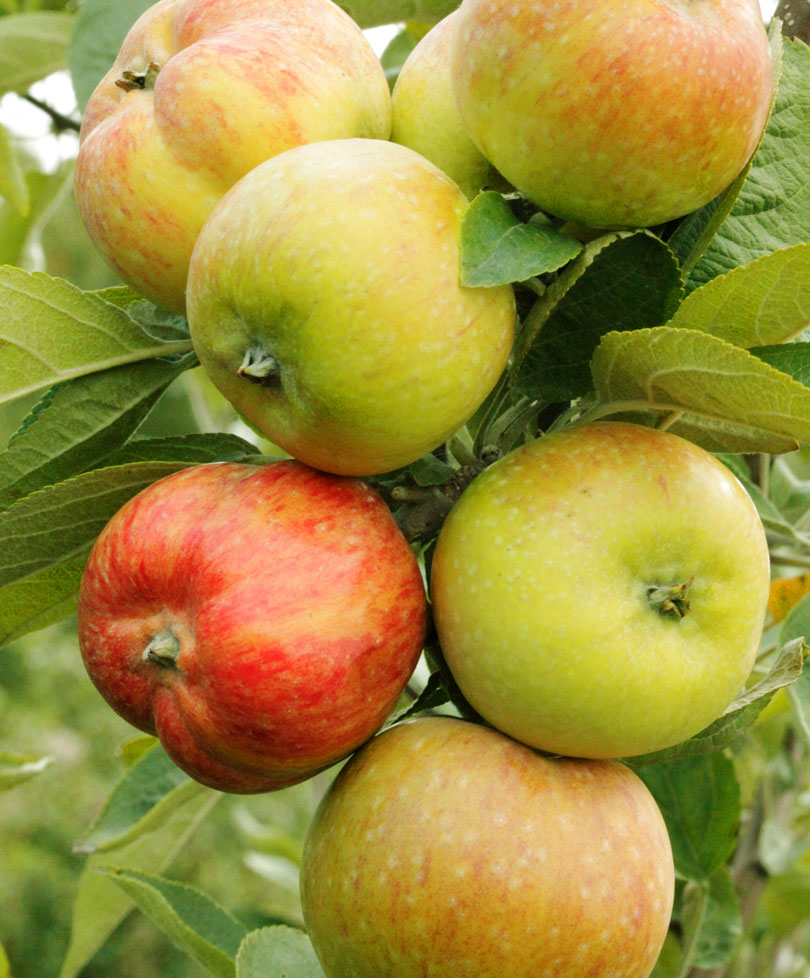 Летняя яблоня горнист — информация о сорте