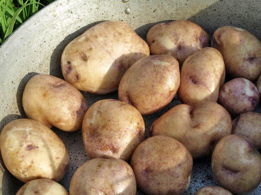 Описание черного картофеля, полезные свойства, сорта, особенности посадки и ухода