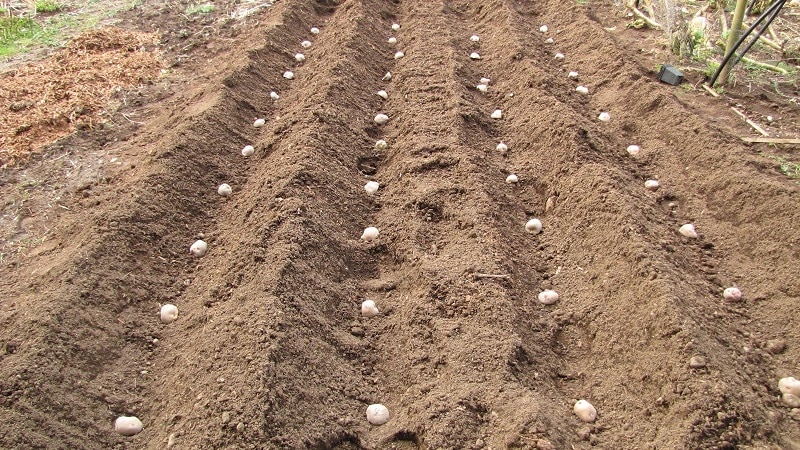 Правила выращивания картофеля по методу митлайдера