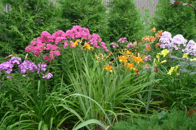 Ирисы в ландшафтном дизайне сада: с какими цветами лучше сочетается, фото, примеры клумб