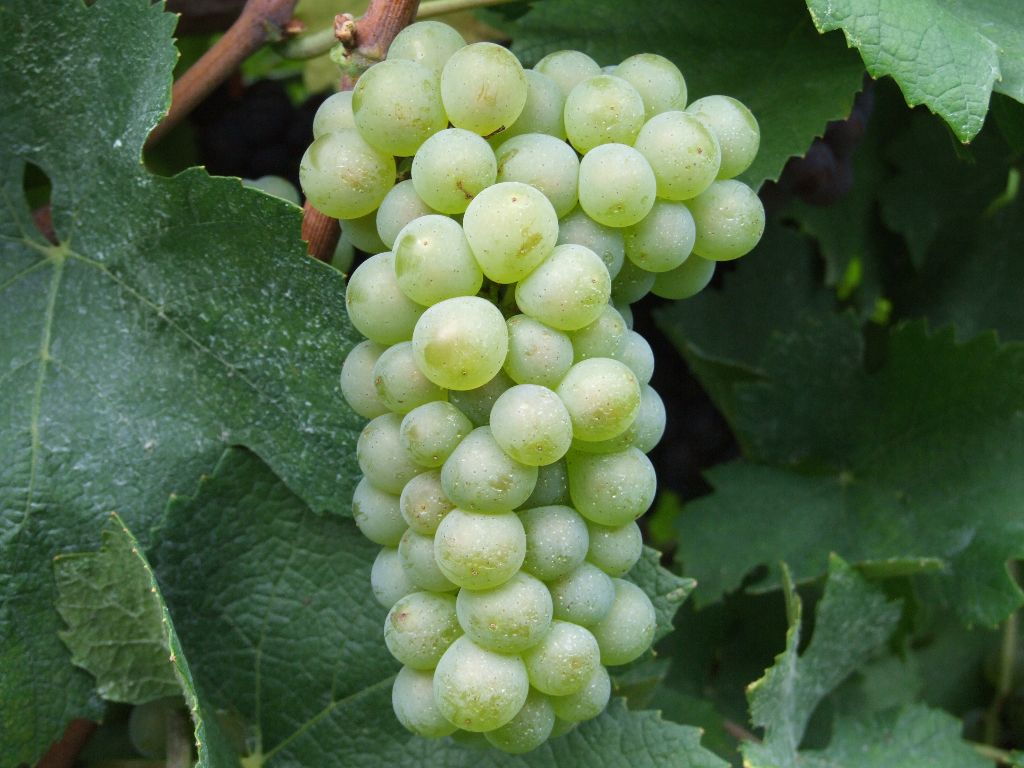 Виноград пино нуар: описание и особенности сорта, история и агротехника