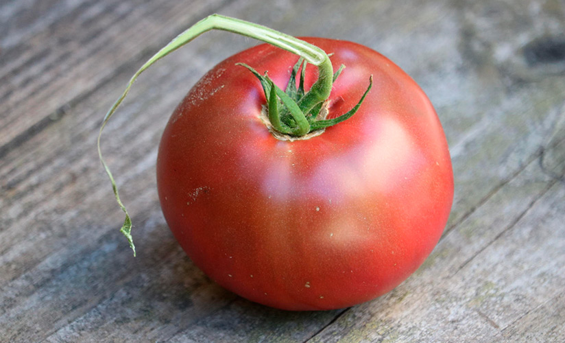 ✅ розмарин: описание сорта томата, его особенностей и основных характеристик - tehnomir32.ru