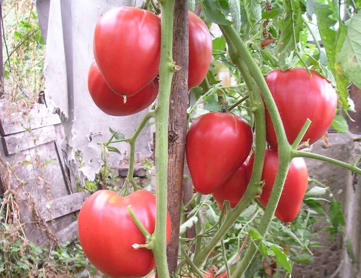 Характеристика и описание сорта томата чудо уолфорда, его урожайность - всё про сады