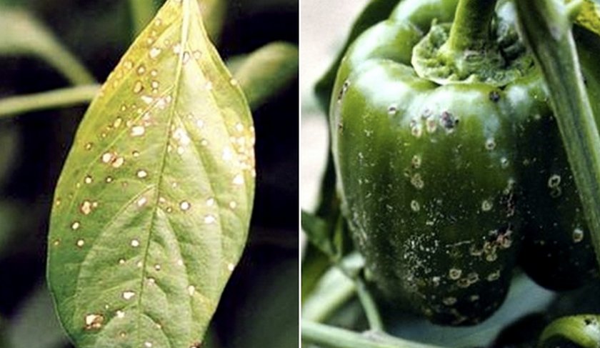 Самые распространенные болезни перца сладкого и борьба с ними (фото листьев, побегов, плодов)