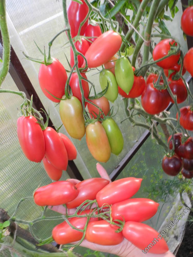 Описание экзотического томата Черная сосулька и выращивание рассадным способом