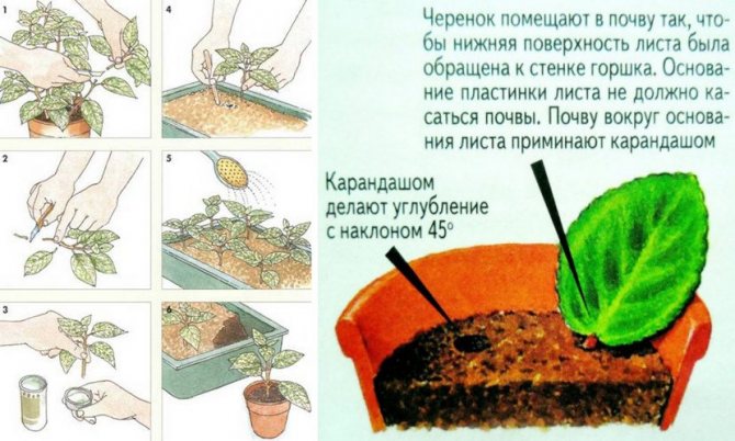 Самшит вечнозеленый кустарник: посадка и уход в московской области, размножение