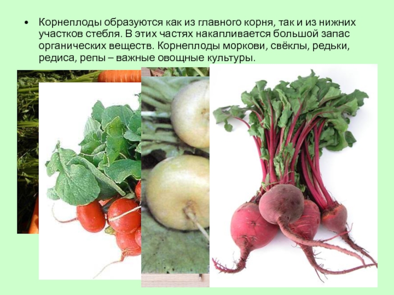 Лучшие сорта редьки зеленой