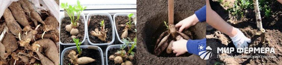 Многолетние георгины, как правильно выращивать и размножать