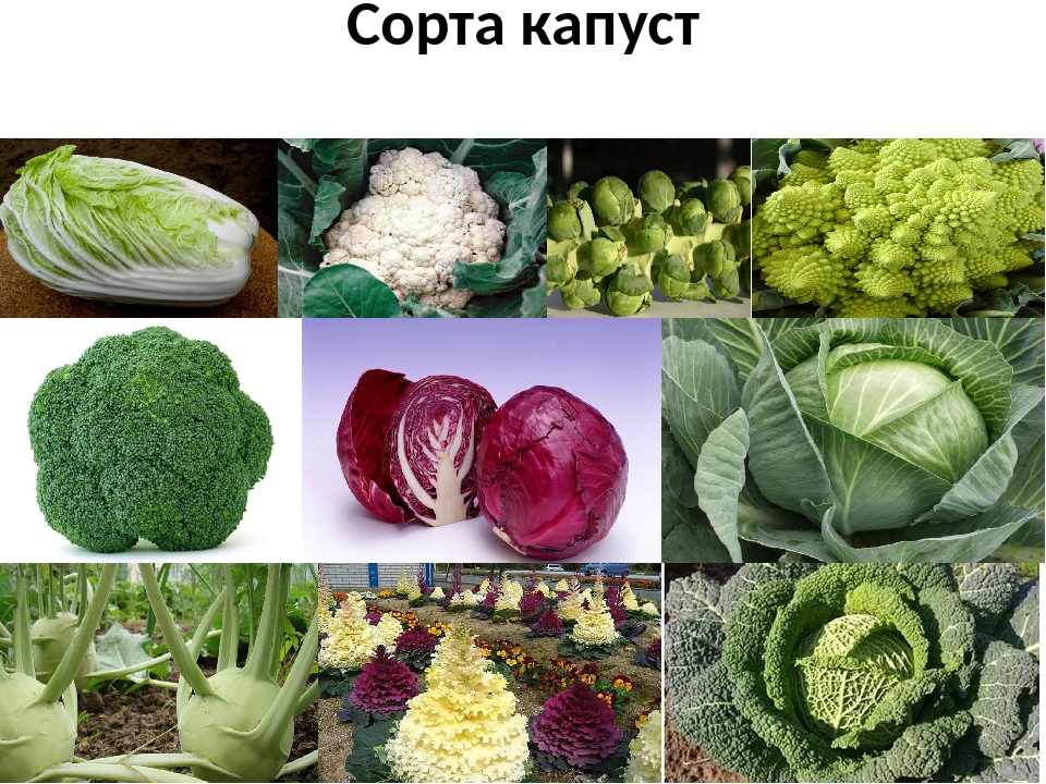 Разновидности капусты с фото и названиями все виды