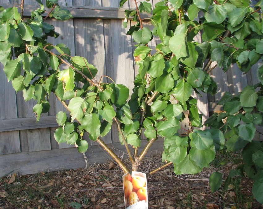 Почему не плодоносит абрикос — что делать и как найти причину отсутствия урожая. основные проблемы при выращивании абрикос