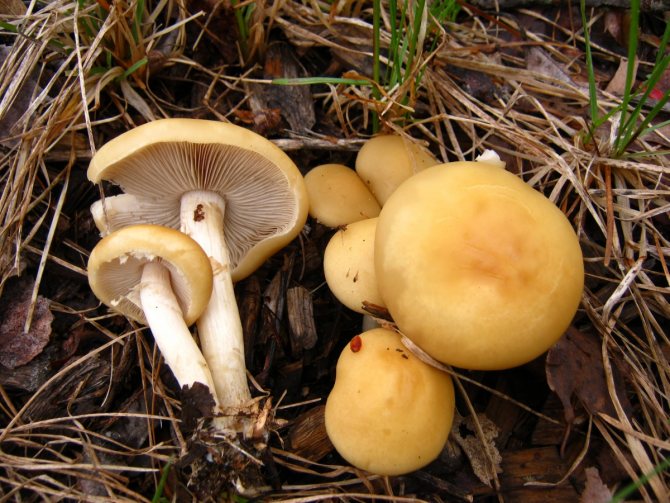 Съедобные грибы – фото и название, виды, описание