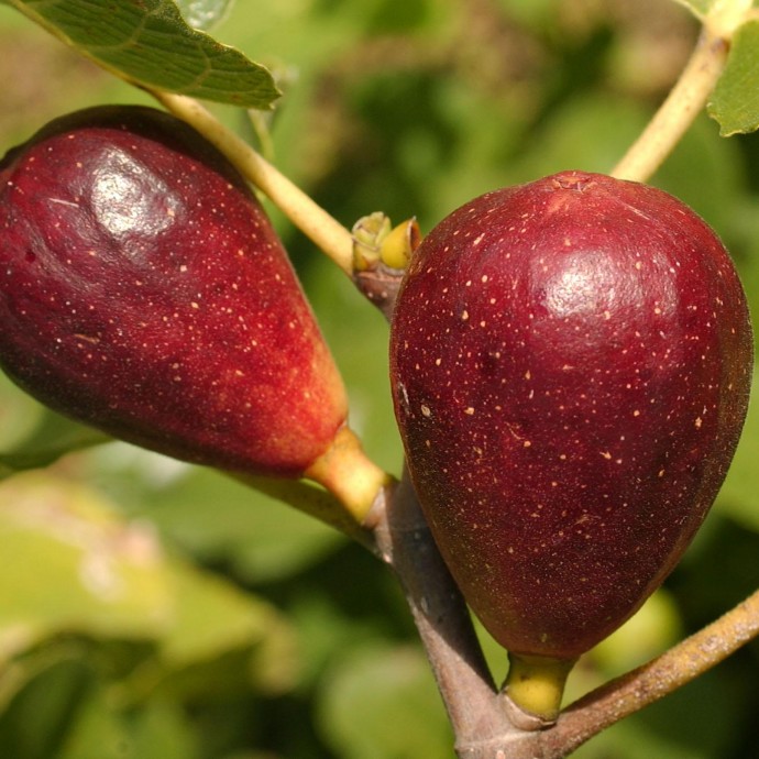 Подробнее о выращивании персика сорта «сатурн» читайте с нами