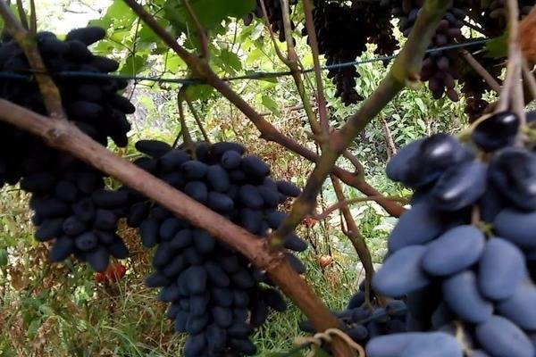 Любимец садоводов – девичий виноград: фото, посадка и уход