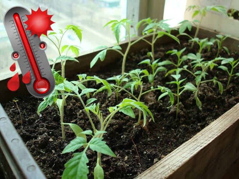 Как правильно и когда посадить помидоры на рассаду дома