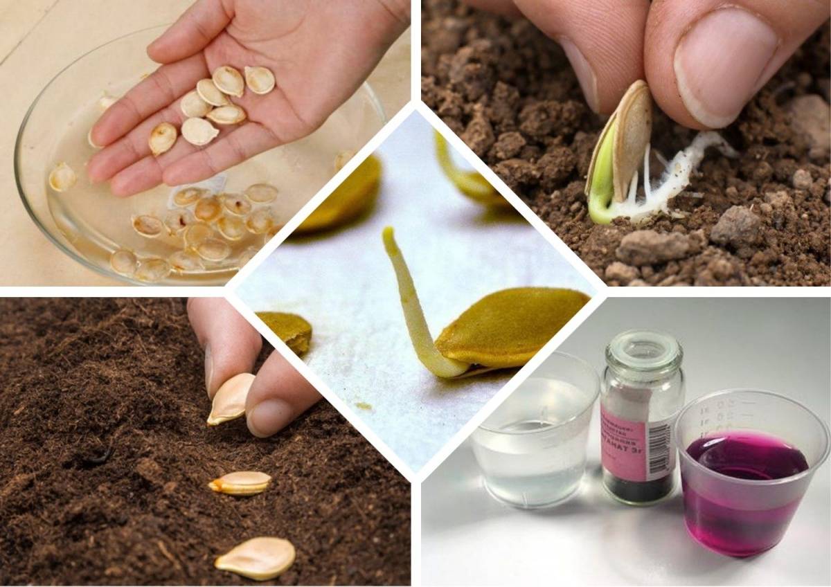 Как правильно подготовить семена огурцов к посеву в открытый грунт
