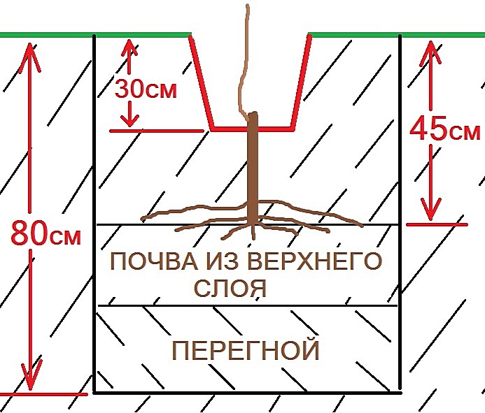 Схема посадки винного винограда