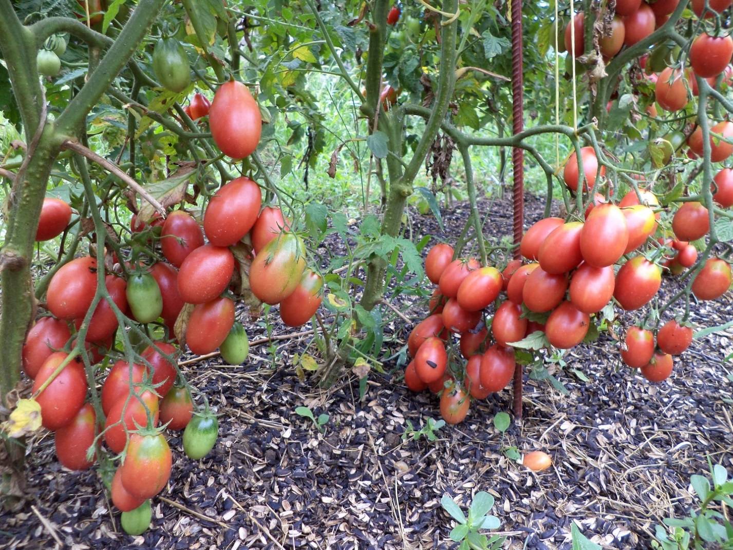 Лучшие сорта томатов для теплиц в 2020 году: описание, отзывы