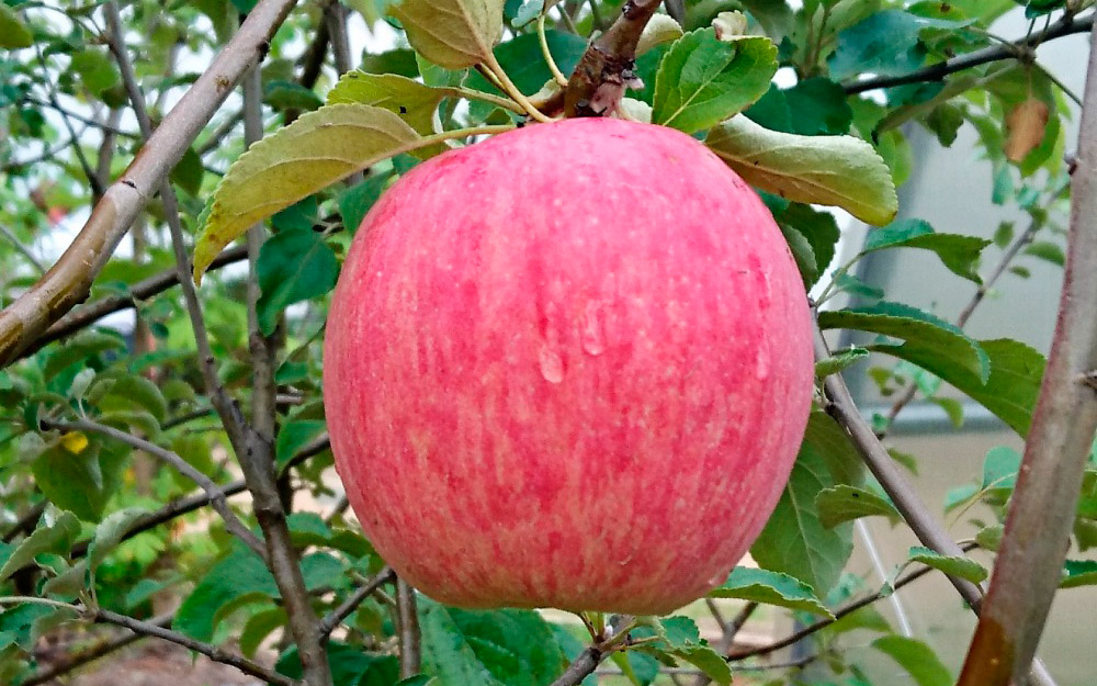 Сорт яблони коричное полосатое: описание, посадка и уход