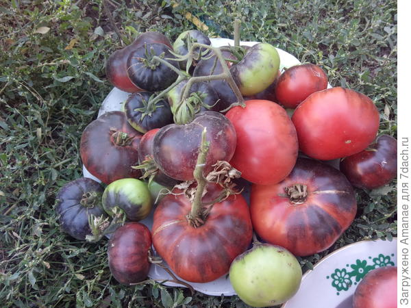 Описание и характеристики сортов томатов гигантов для выращивания в теплице и открытом грунте