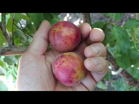 Гибрид абрикоса и сливы
