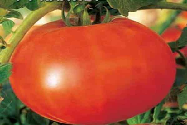 Описание сорта томата вп 1 f1, рекомендации по выращиванию и уходу