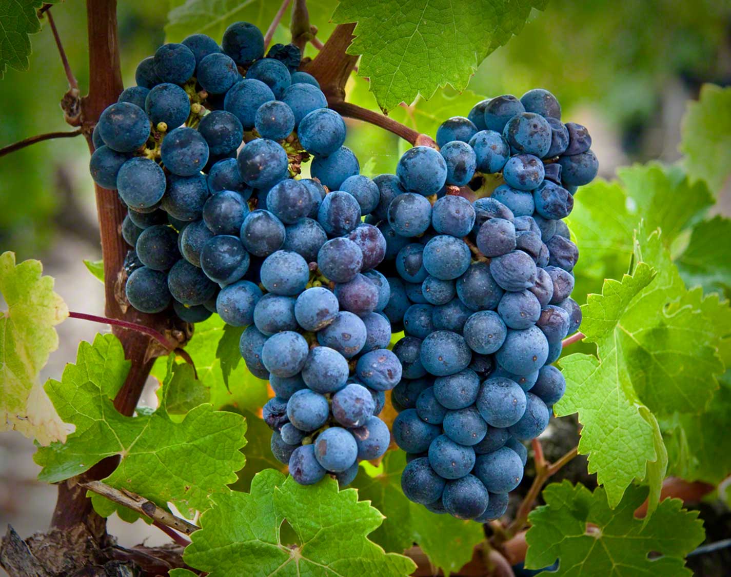 Виноград каберне совиньон: отзывы, выращивание, описание с фото