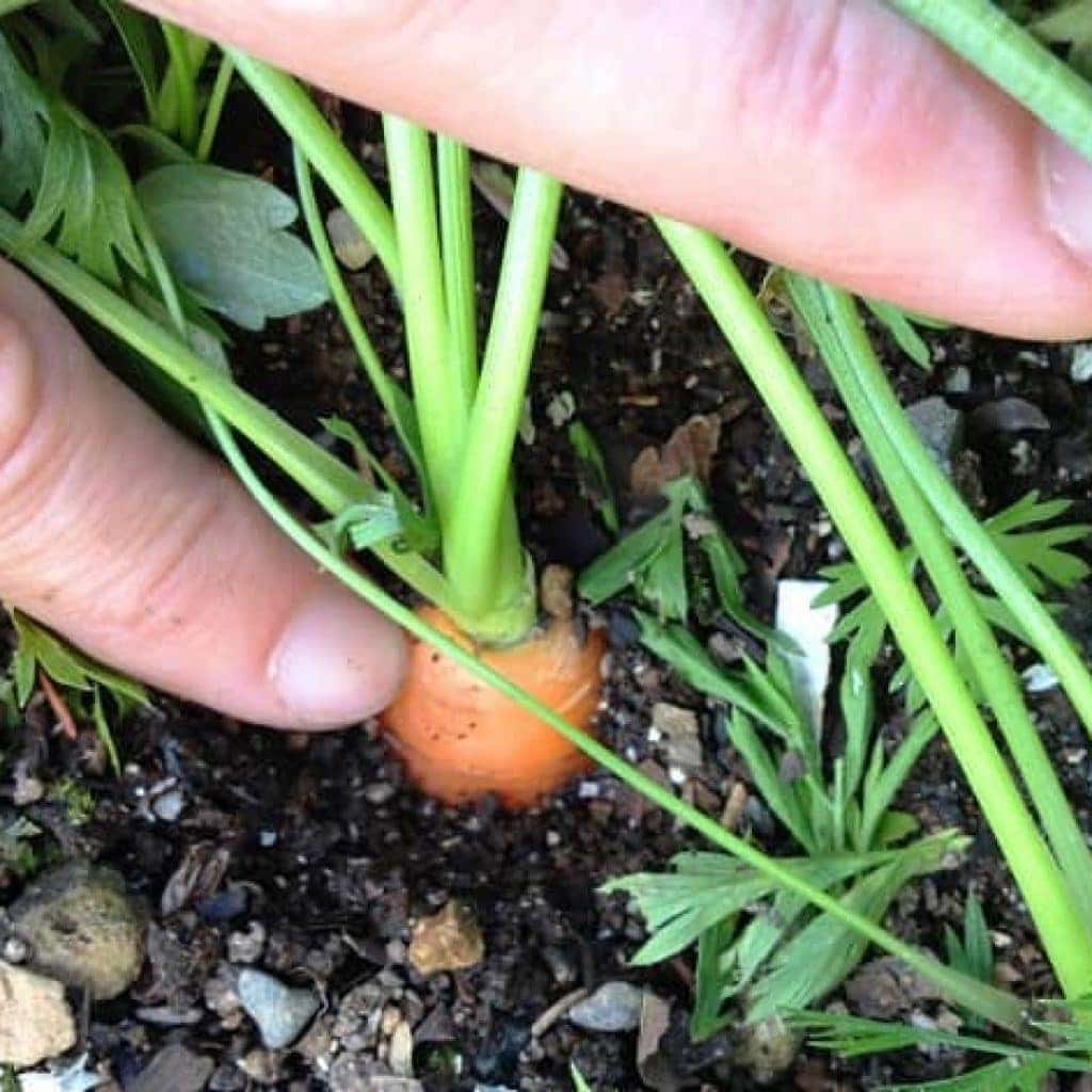 Червивая морковь — причины и методы борьбы с вредителями