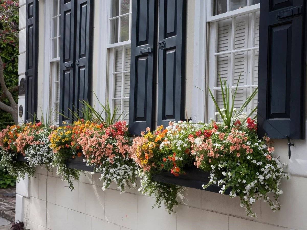 Красивые балконные цветы (80 фото). какие цветы посадить в балконные ящики