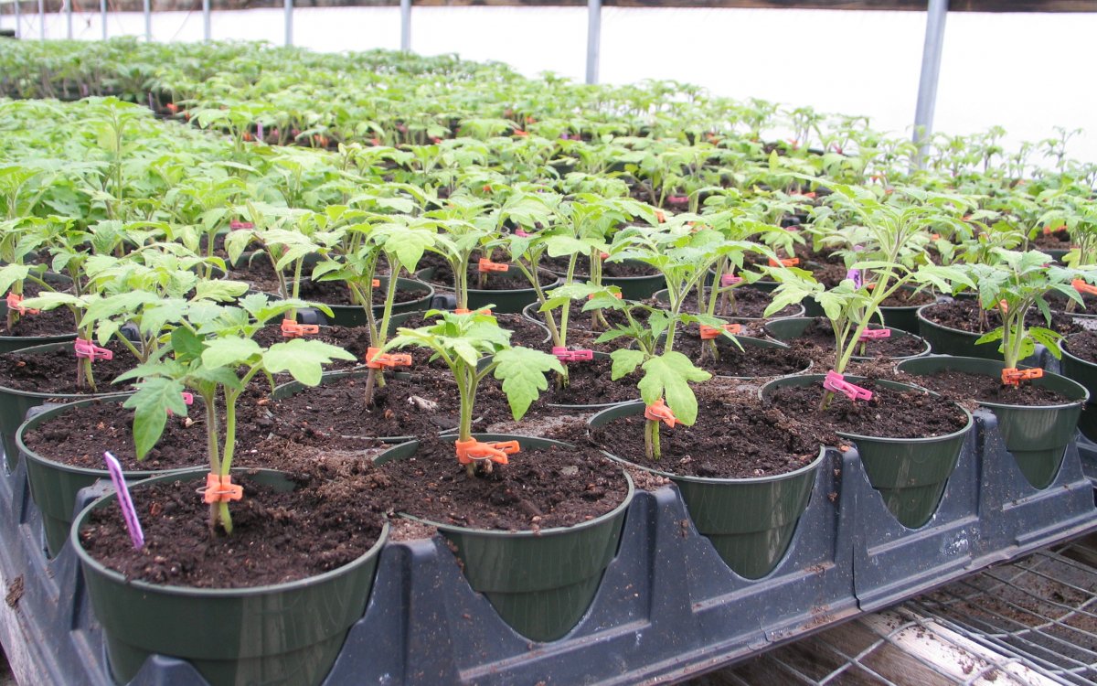 2 способа выращивания высокорослых помидоров, а также схема посадки томатов в теплице