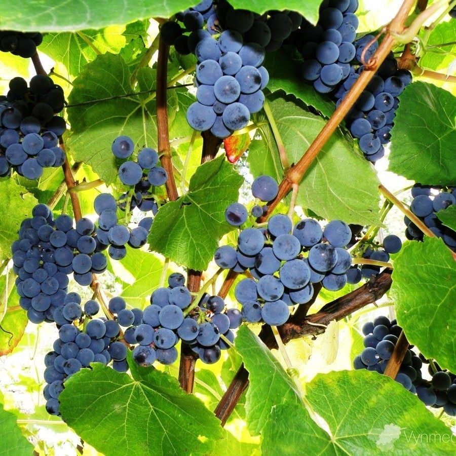 Виноград темпранильо испания: описание, фото, отзывы