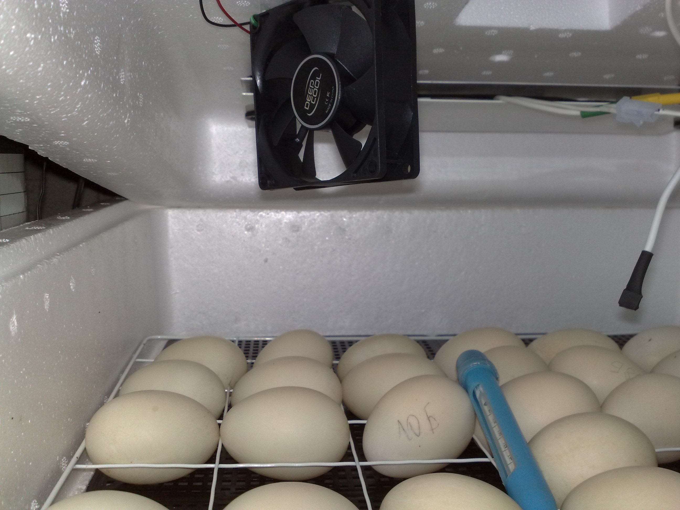 Как сделать инкубатор своими руками: что нужно для разведения цыплят в домашних условиях