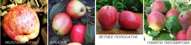 Яблоня приокское: особенности сорта и ухода
