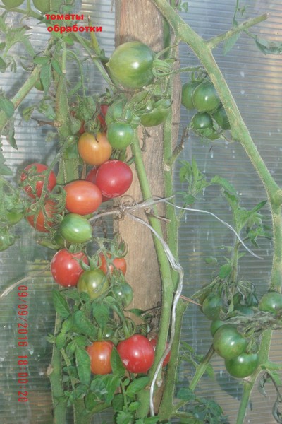 Описание сорта томата принц боргезе, особенности выращивания и урожайность – дачные дела