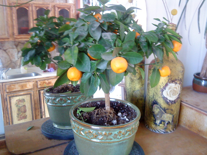 Апельсиновое дерево - советы по выращиванию цитрусовых