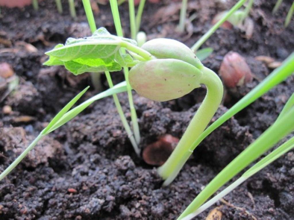 Когда и как правильно сажать фасоль семенами в открытый грунт: сроки, правила, схемы