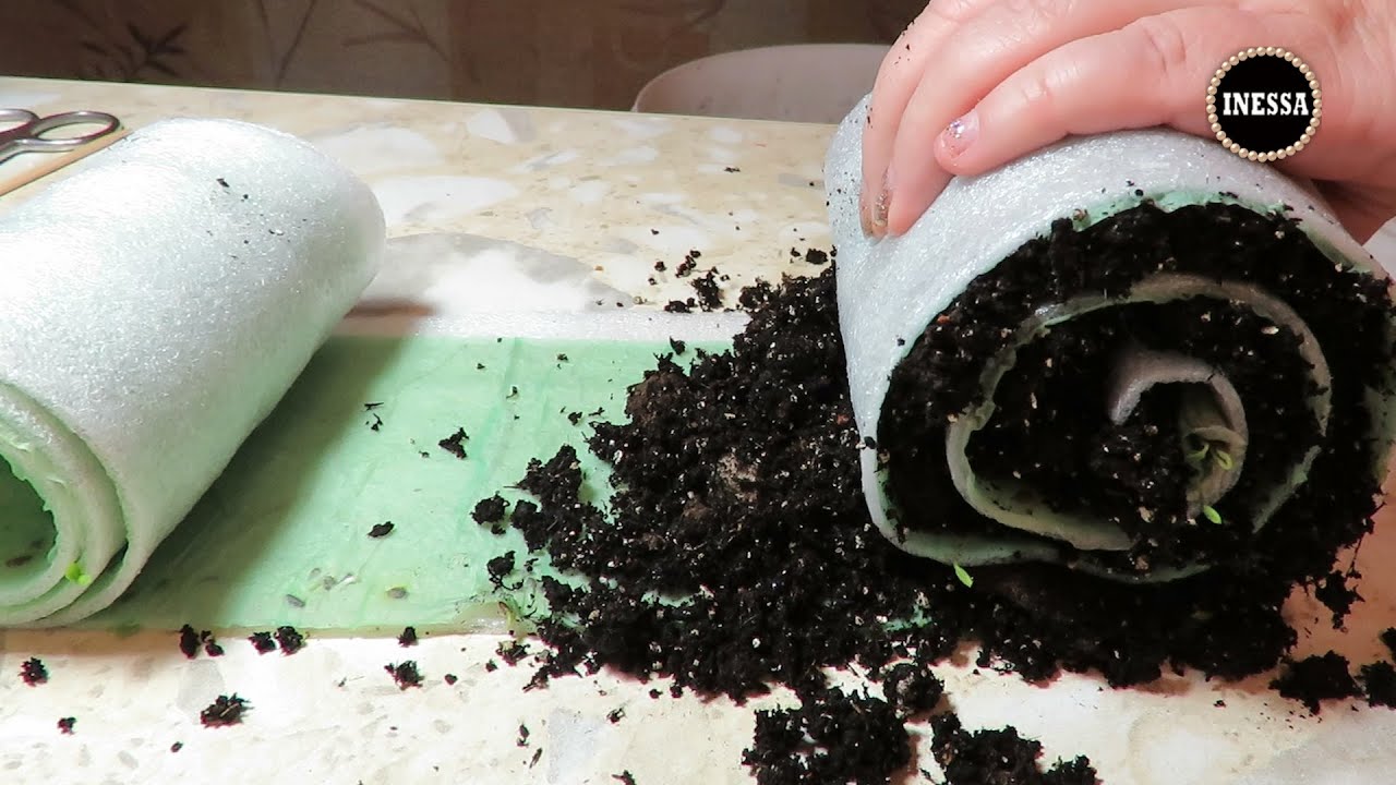 Способы посева семян на туалетной бумаге
