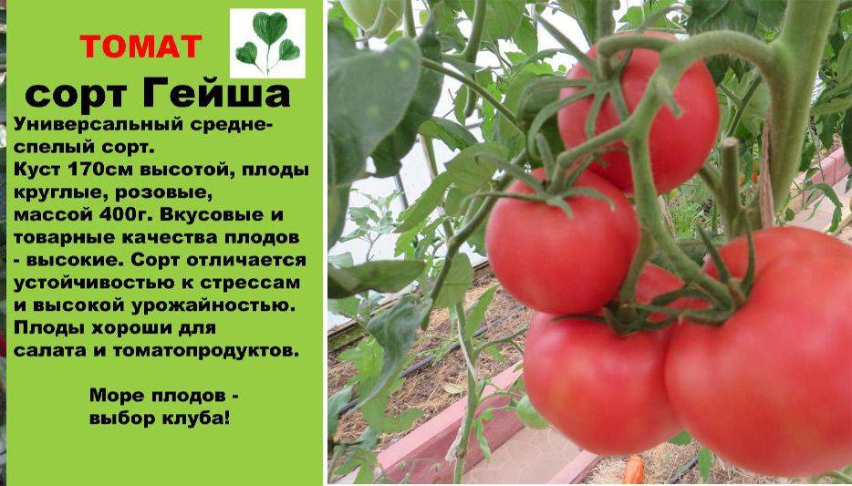 Проверенные ранние детерминантные сорта томатов