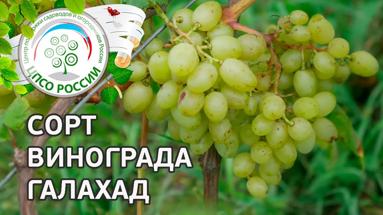 Особенности и правила посадки винограда - vinograd-loza