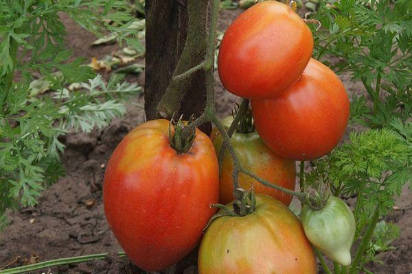 Выращивание томатов орлиный клюв