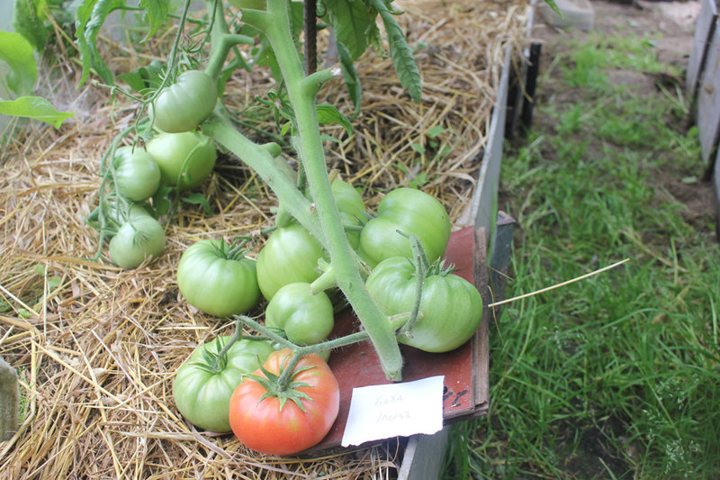 Особенности выращивания, характеристика и описание томатов взрыв