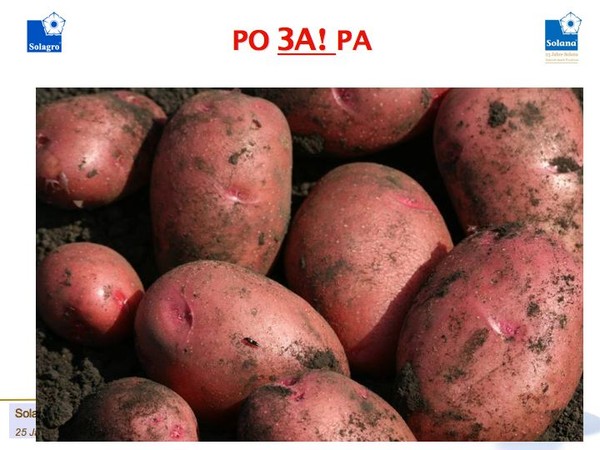 Картофель джувел: характеристика и описание сорта, фото картошки, отзывы тех, кто выращивал