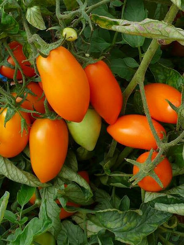 Крайний север — самый холодостойкий сорт томатов