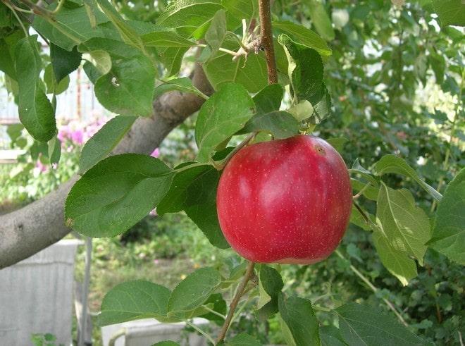 Описание сорта яблони поспех: фото яблок, важные характеристики, урожайность с дерева