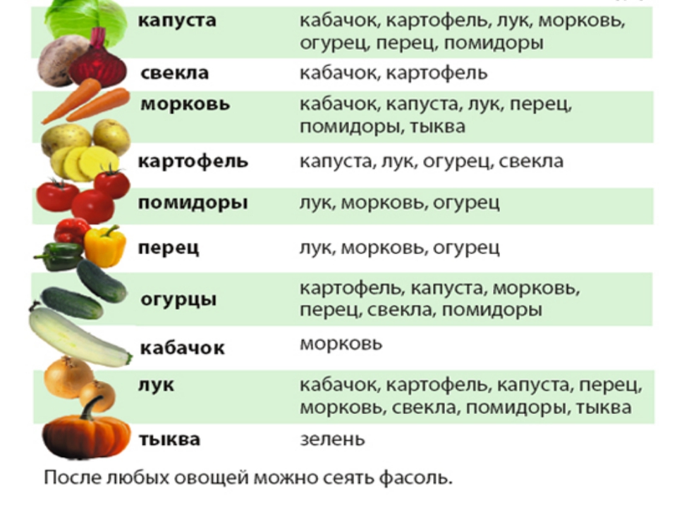 Что посадить после чеснока и лука на следующий год и с чем совместить посадки