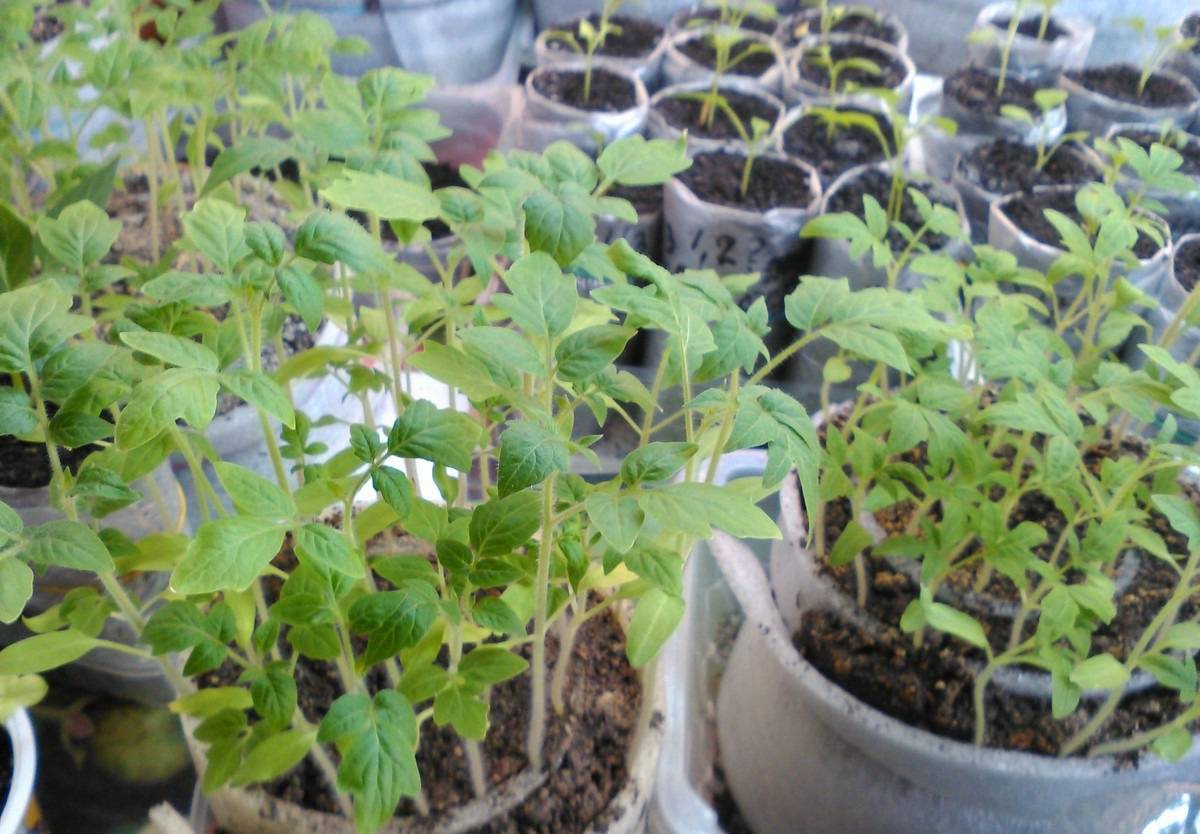 Пикировка томатов в пеленки: как посадить и выращивать рассаду с видео
